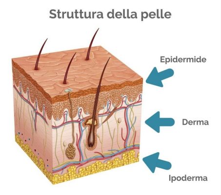 struttura della pelle strati pelle epidermide, derma ipoderma