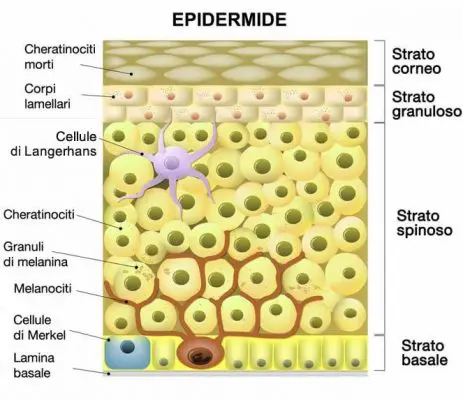 struttura della pelle epidermide