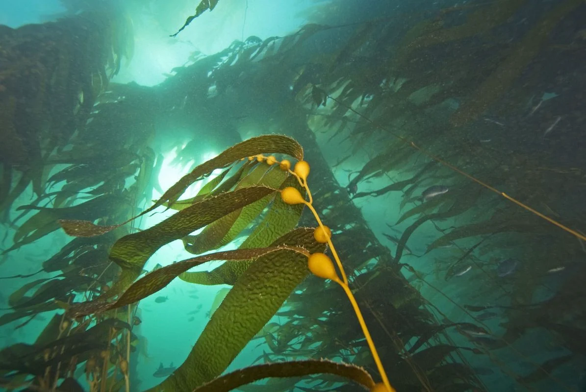 alge kelp