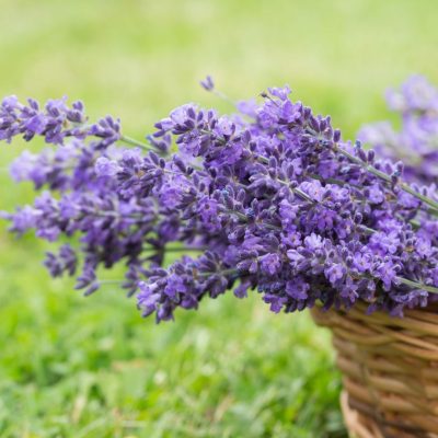 Estratto Di Lavanda