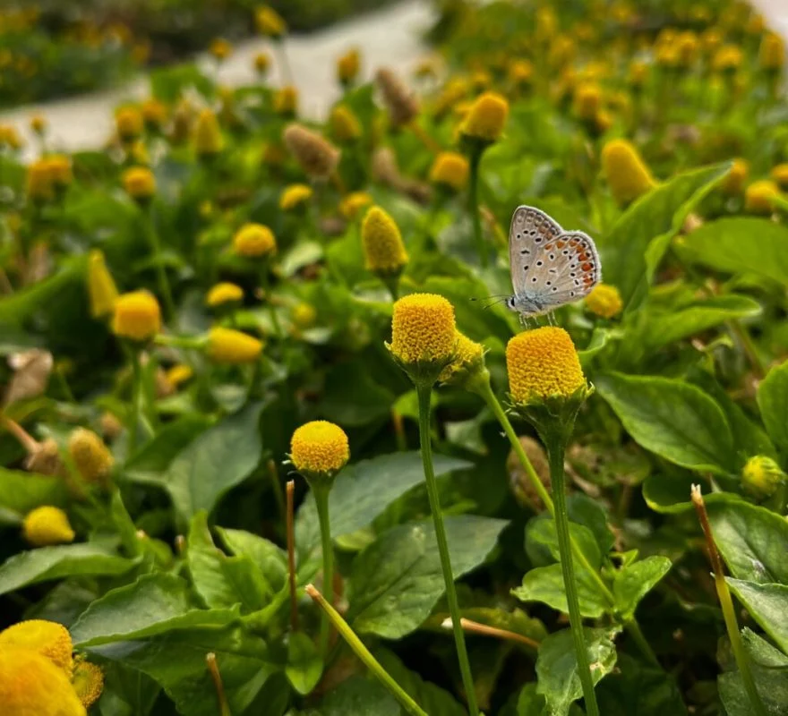 Acmella Oleracea