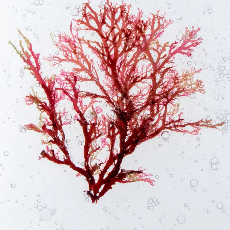Chondrus Crispus