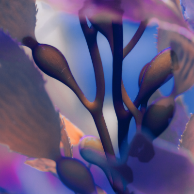 Alghe Kelp
